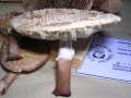 AMANITA RUBESCENS